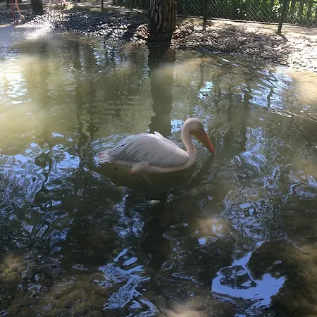 Helios Belek