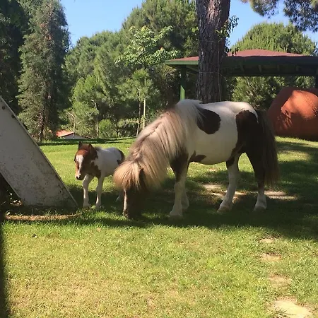 Vila Helios Belek